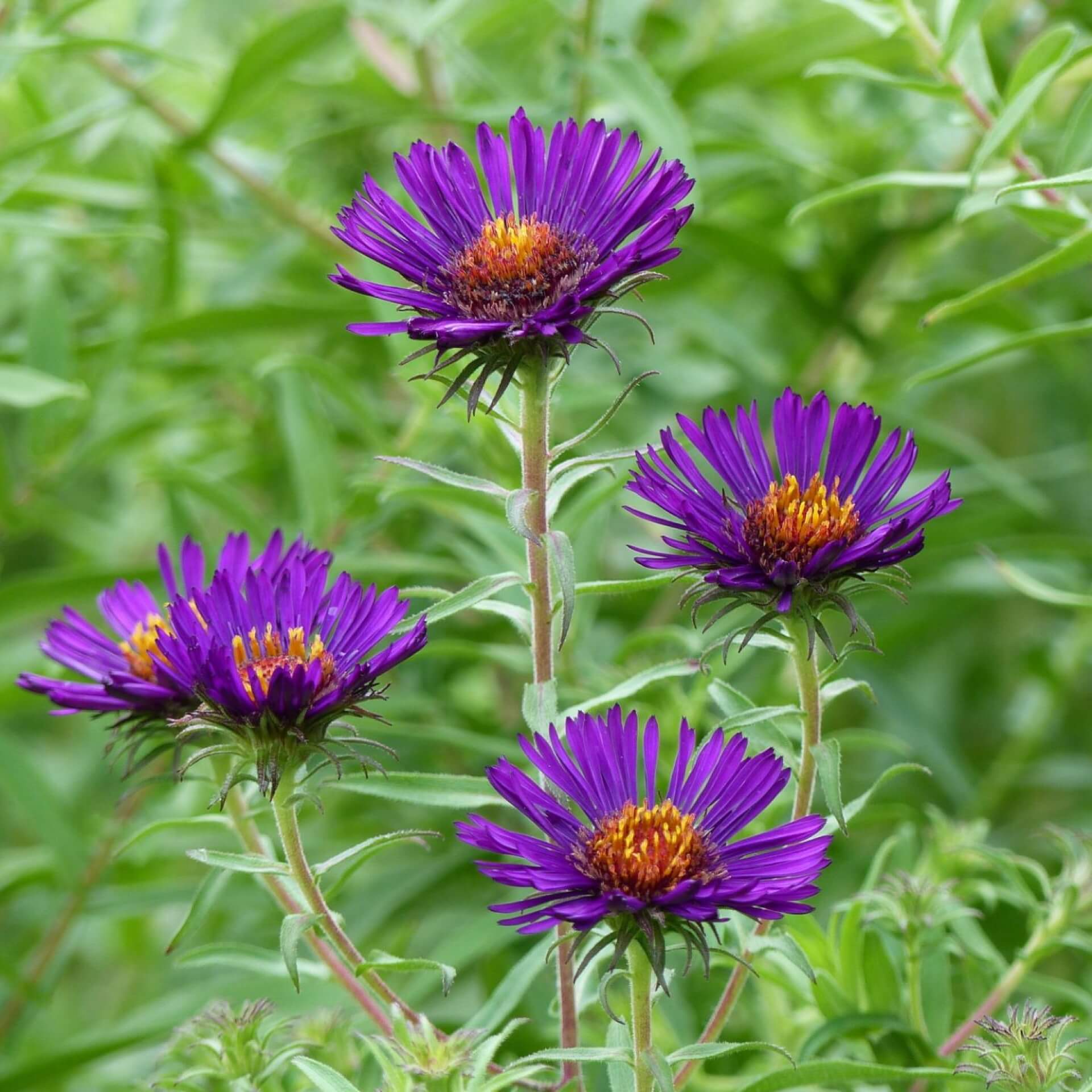 Raublatt-Aster 'Violetta' (Aster novae-angliae 'Violetta')