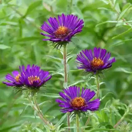Foto von Raublatt-Aster 'Violetta' (Aster novae-angliae 'Violetta')