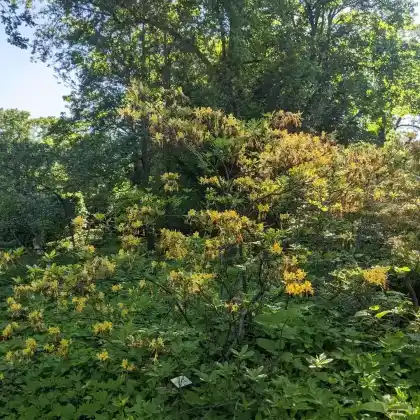 Foto von Gelbe Azalee (Rhododendron luteum)