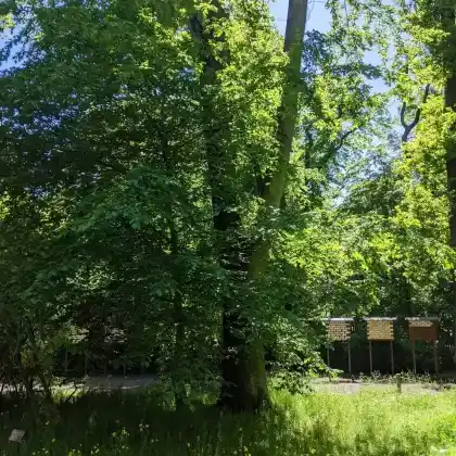 Foto von Kupferbuche (Fagus sylvatica 'Cuprea')