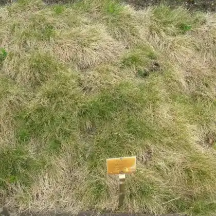Foto von Vivipare Schafschwingel (Festuca vivipara)