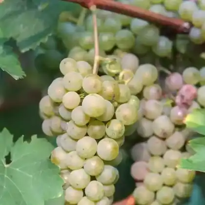 Foto von Edle Weinrebe (Vitis vinifera subsp. vinifera)