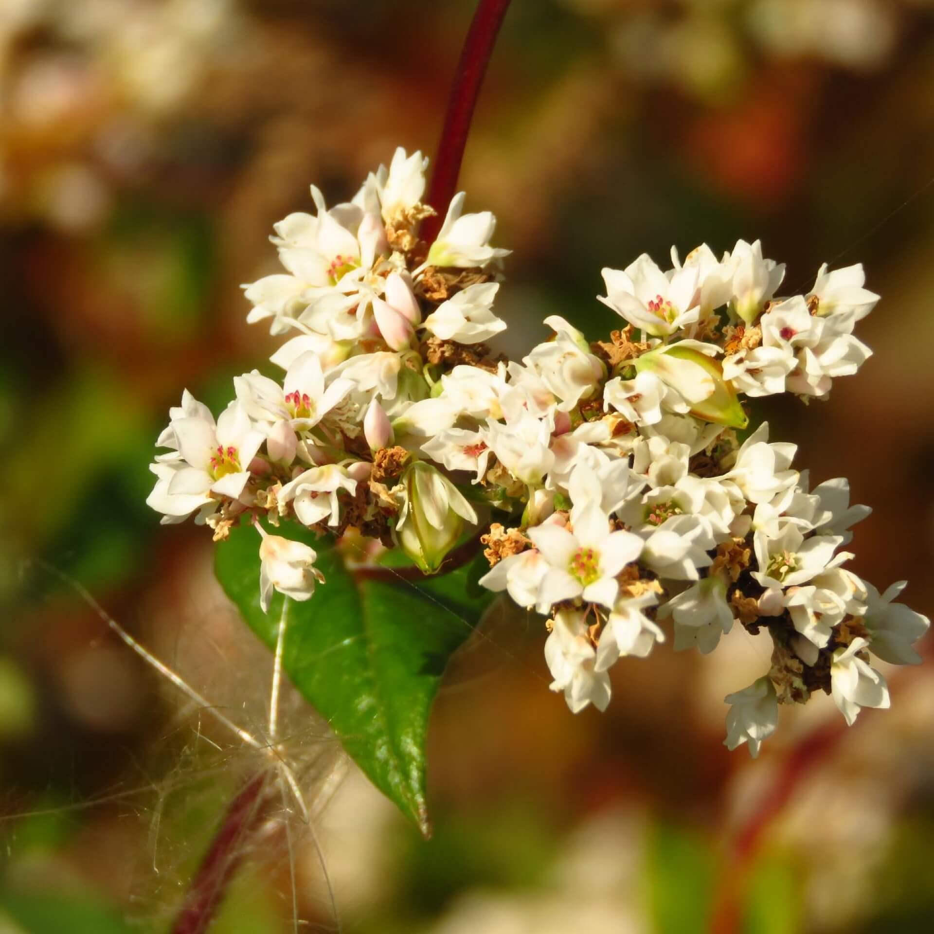 Echter Buchweizen (Fagopyrum esculentum)