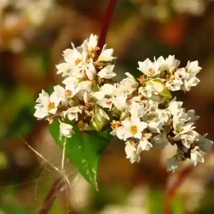 Foto von Echter Buchweizen (Fagopyrum esculentum)