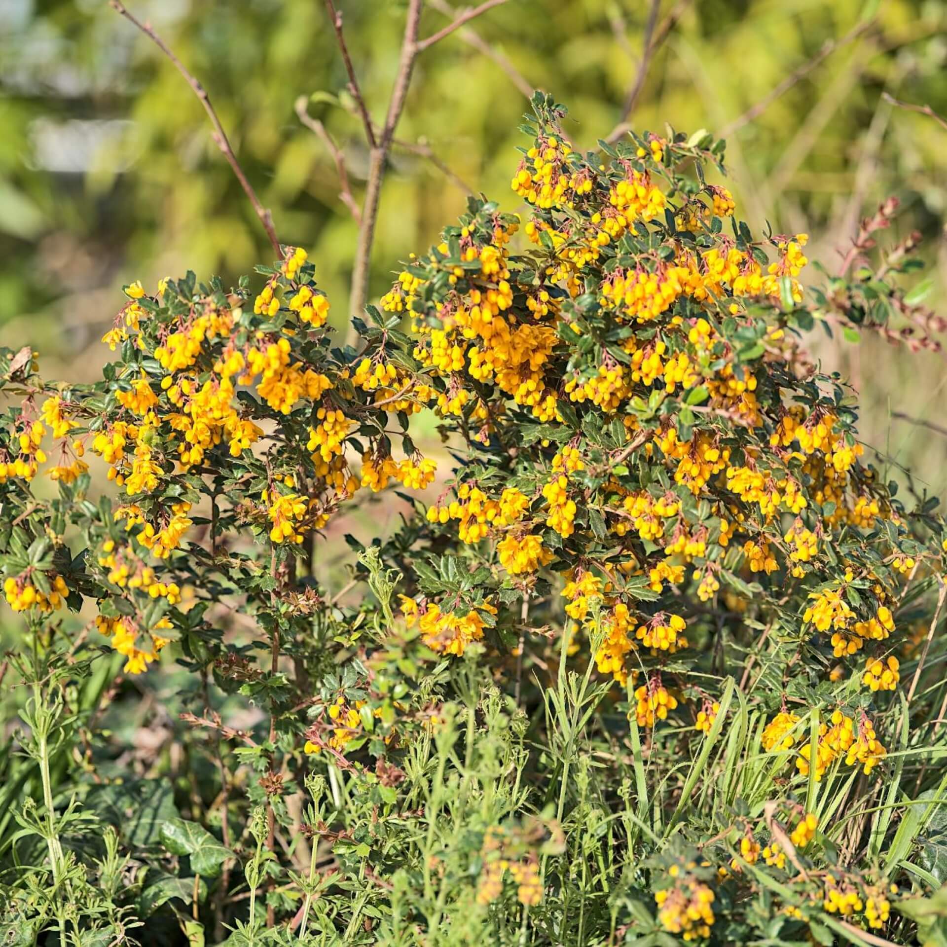 Darwins Berberitze (Berberis darwinii)