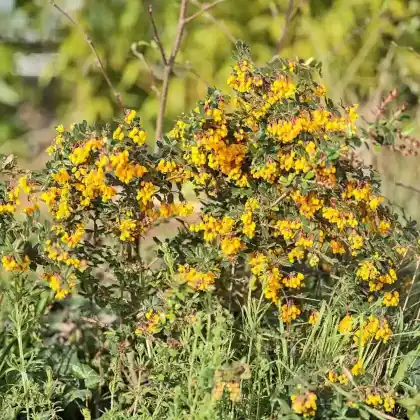 Foto von Darwins Berberitze (Berberis darwinii)