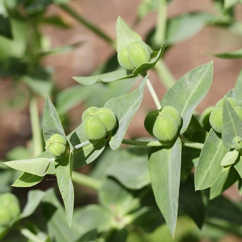 Kreuzblättrige Wolfsmilch / Euphorbia lathyris