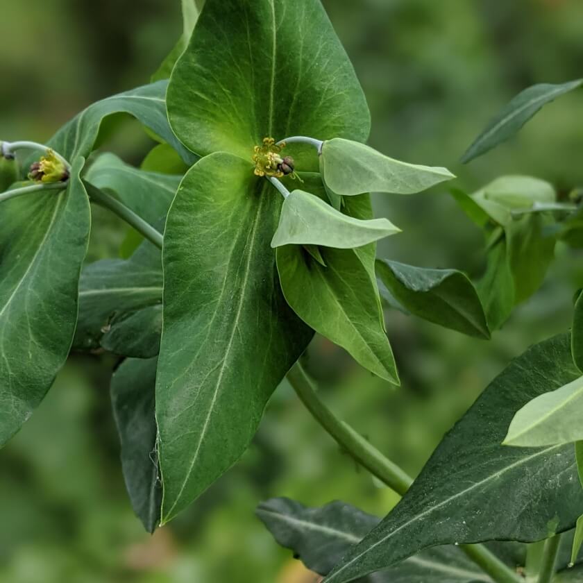 Kreuzblättrige Wolfsmilch / Euphorbia lathyris