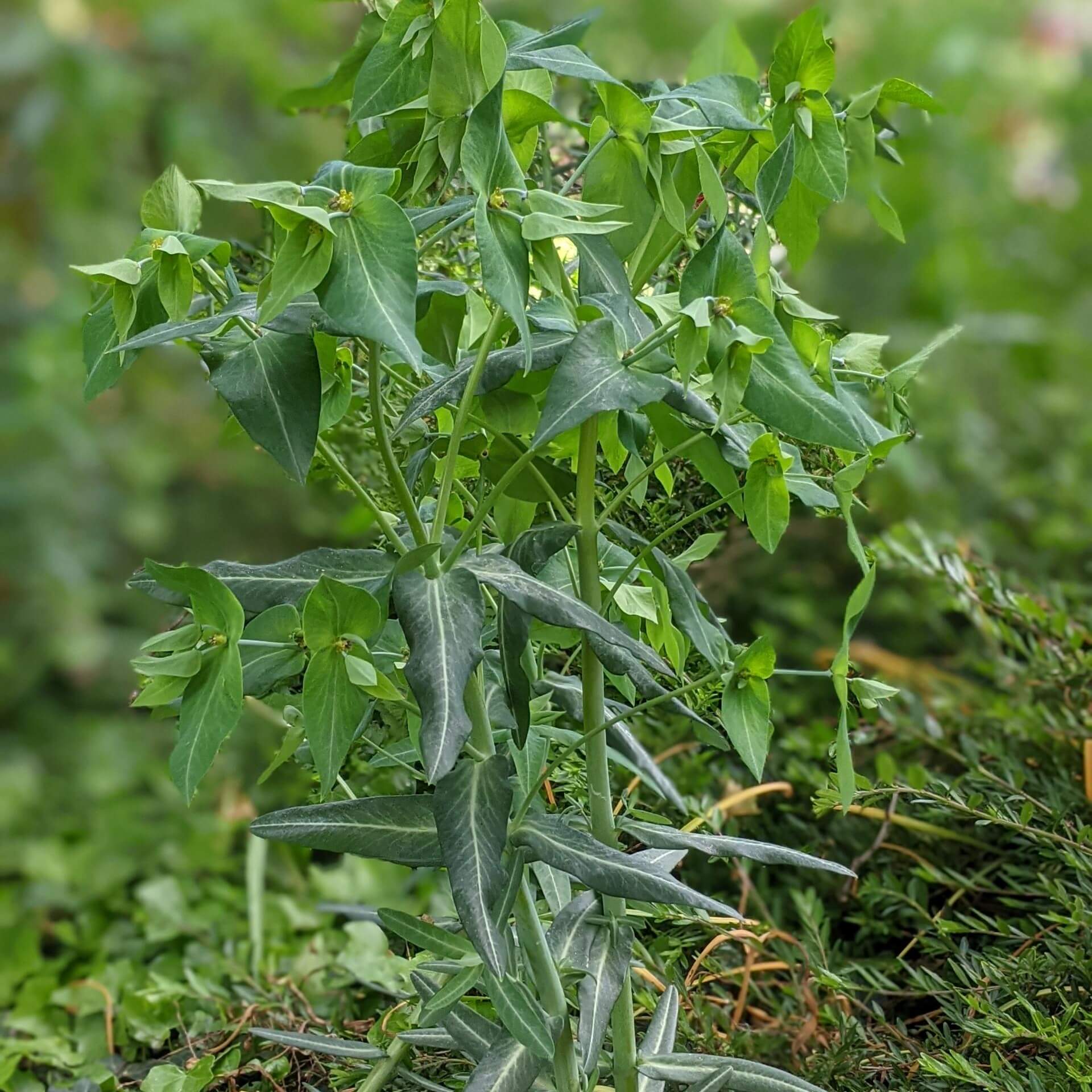 Kreuzblättrige Wolfsmilch (Euphorbia lathyris)