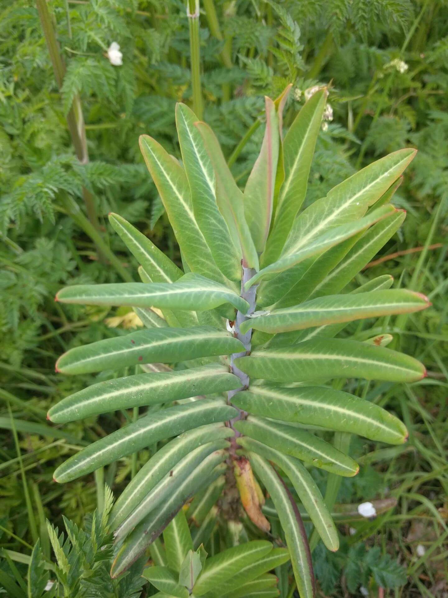 Kreuzblättrige Wolfsmilch / Euphorbia lathyris