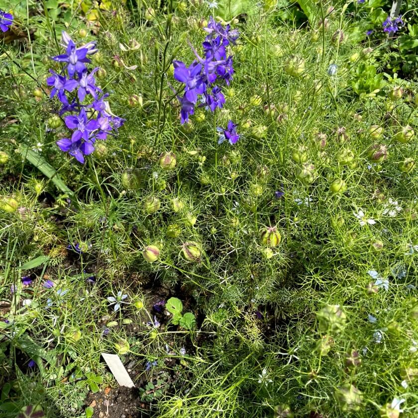 Jungfer im Grünen Expertenwissen für den Garten