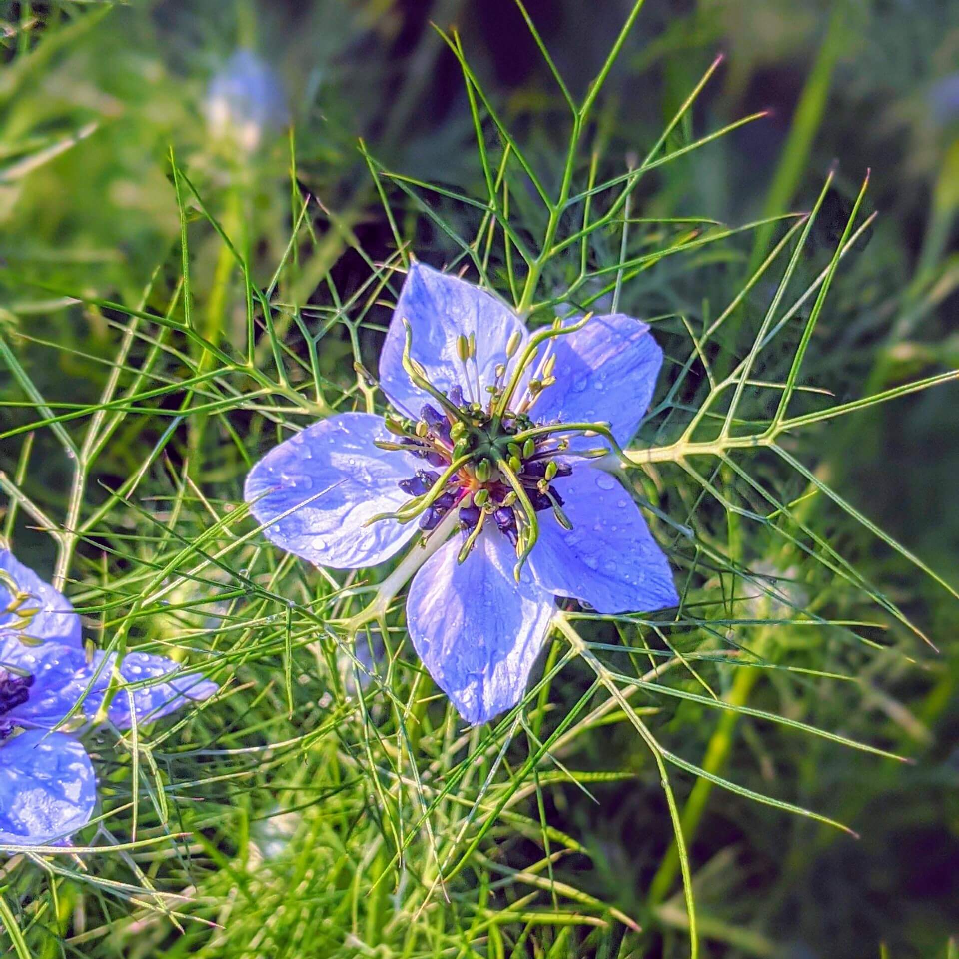 Jungfer im Grünen (Nigella damascena)