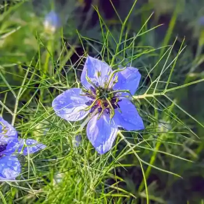 Foto von Jungfer im Grünen (Nigella damascena)