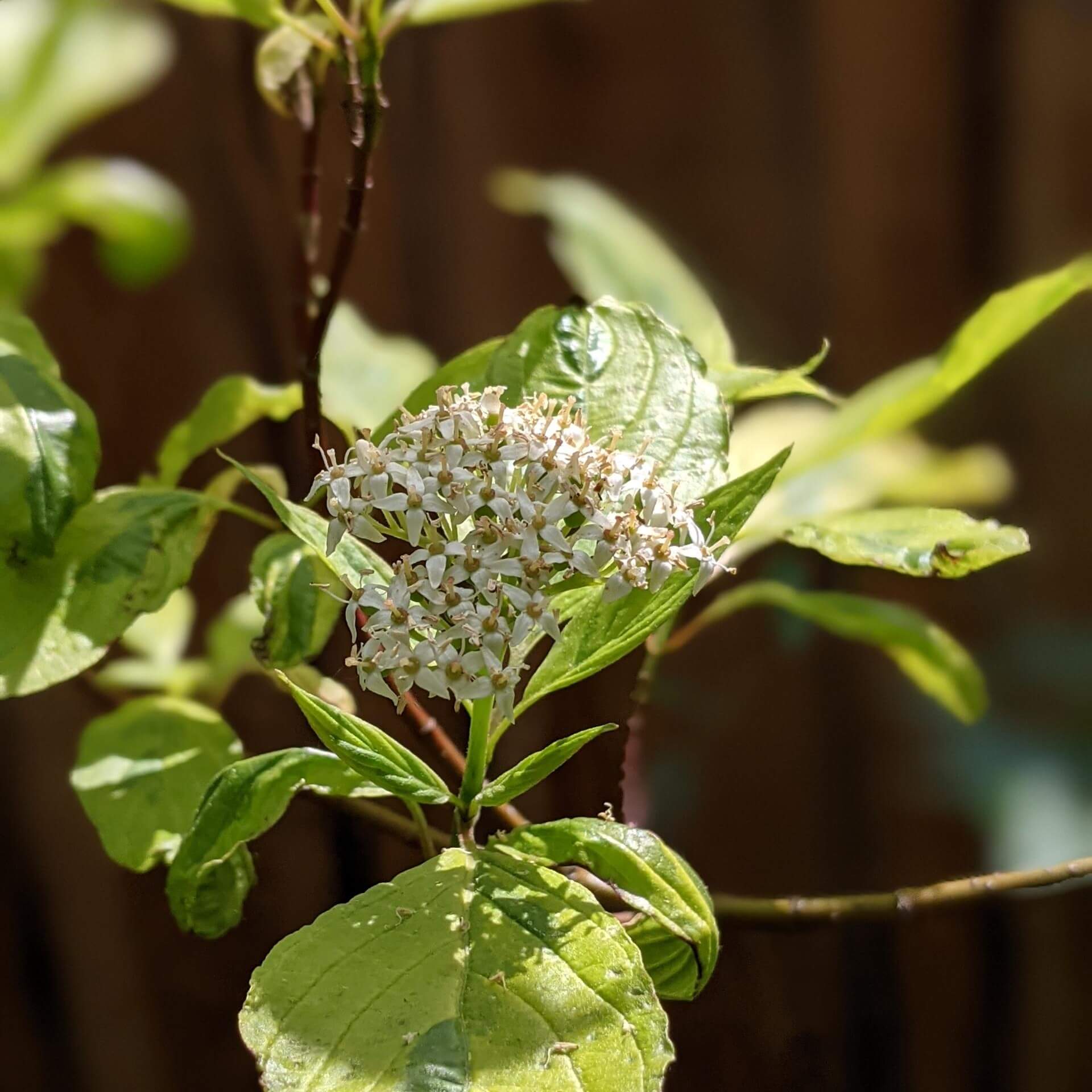 Gelbbunter Hartriegel (Cornus alba 'Spaethii')