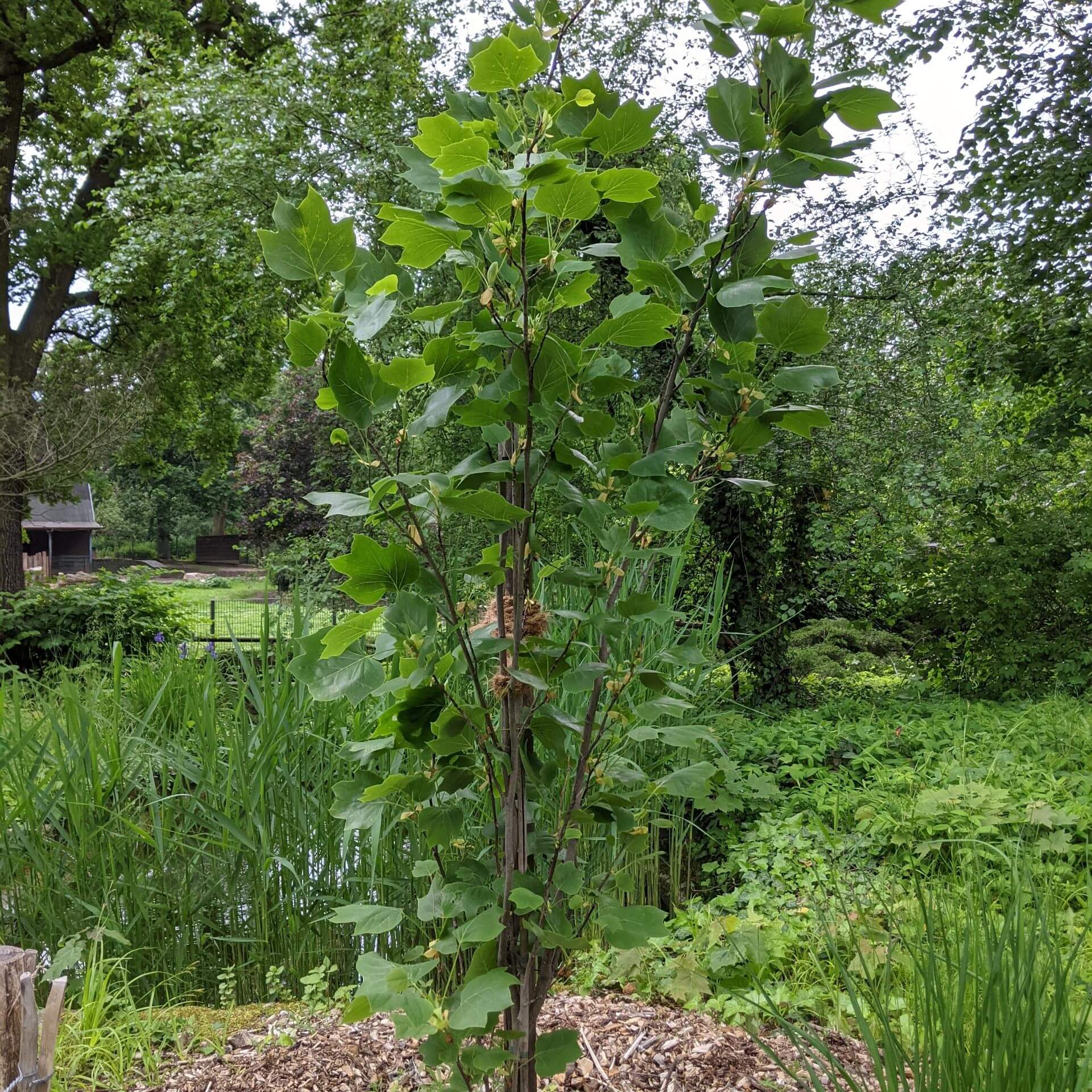 Säulen-Tulpenbaum (Liriodendron tulipifera 'Fastigiatum')