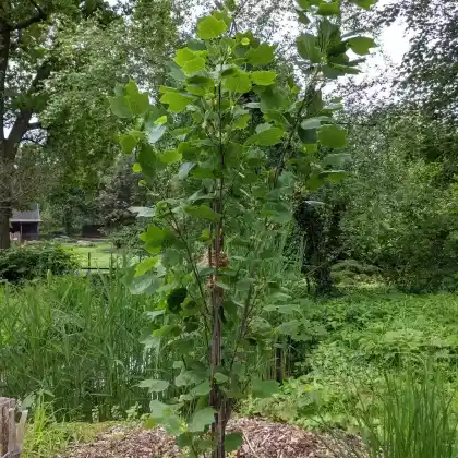 Foto von Säulen-Tulpenbaum (Liriodendron tulipifera 'Fastigiatum')