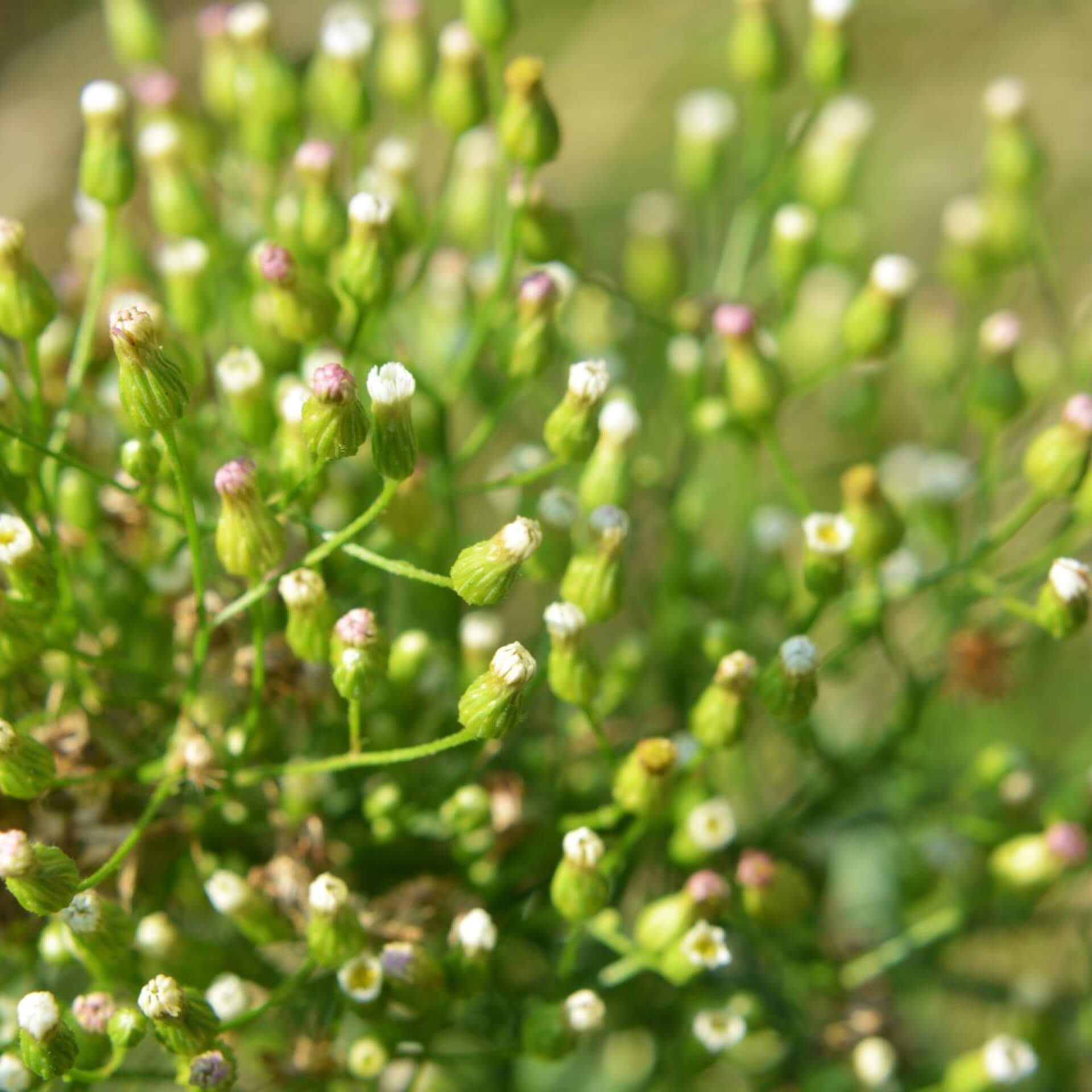 Kanadisches Berufkraut (Erigeron canadensis)