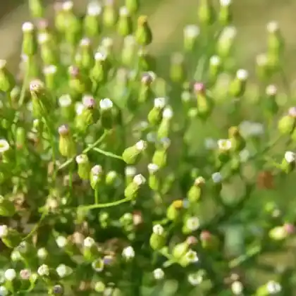Foto von Kanadisches Berufkraut (Erigeron canadensis)