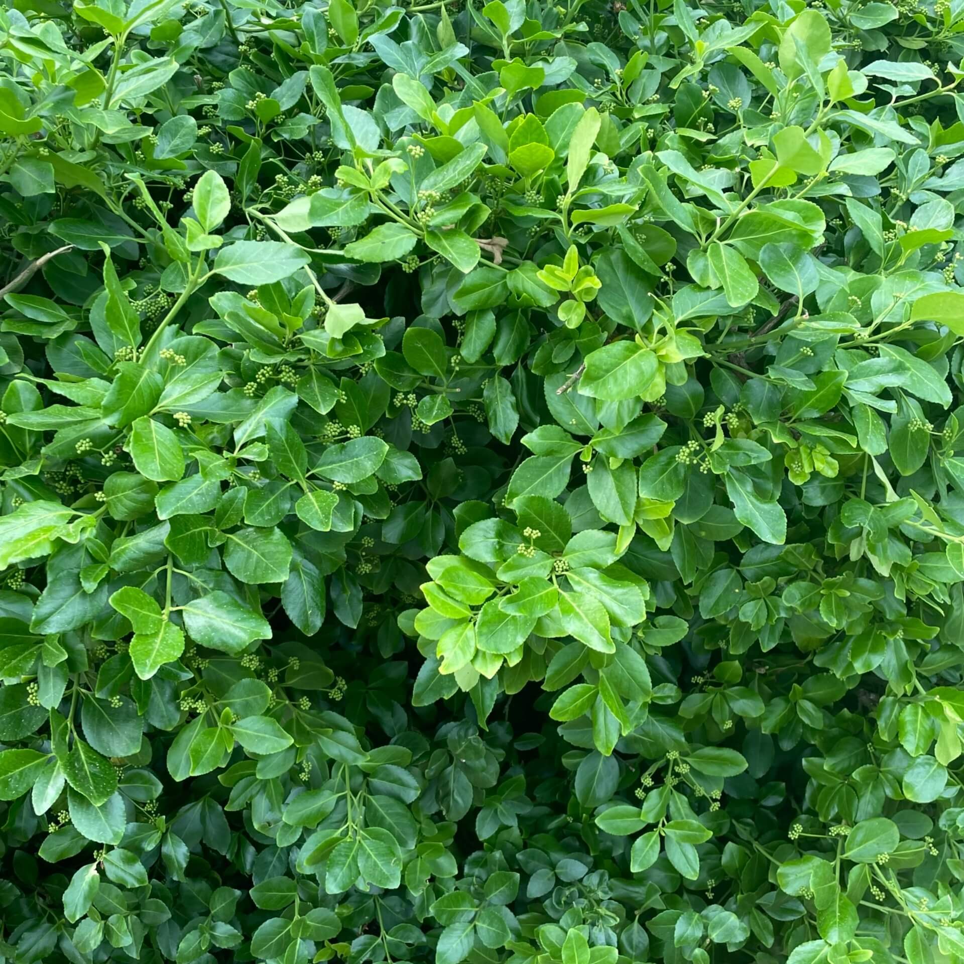 Japanischer Spindelstrauch  (Euonymus japonicus)