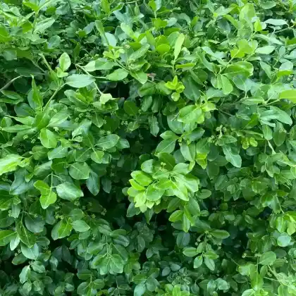 Foto von Japanischer Spindelstrauch  (Euonymus japonicus)