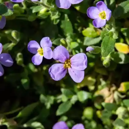 Foto von Blaukissen (Aubrieta gracilis)