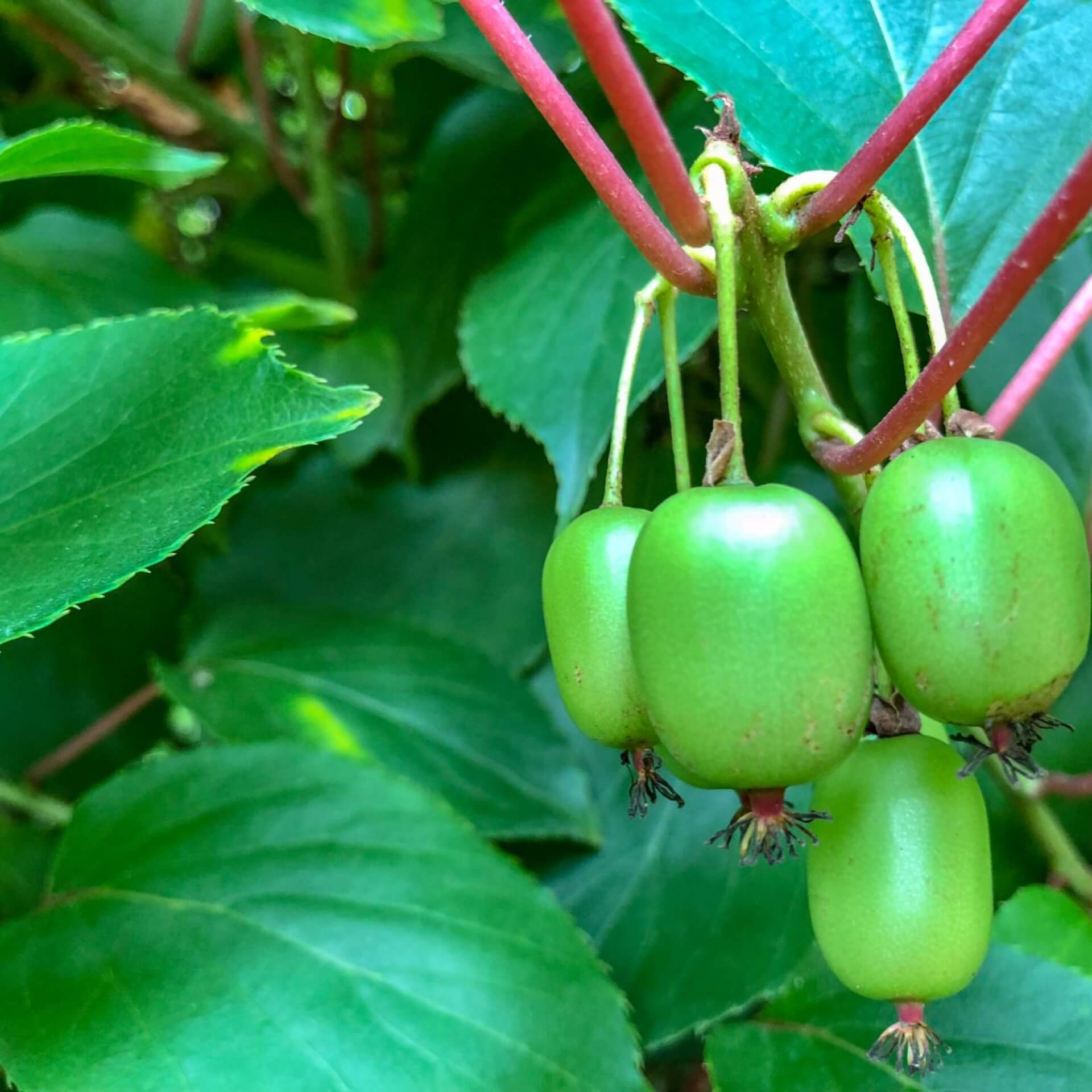 Kiwi 'Weiki' (Actinidia arguta 'Weiki')