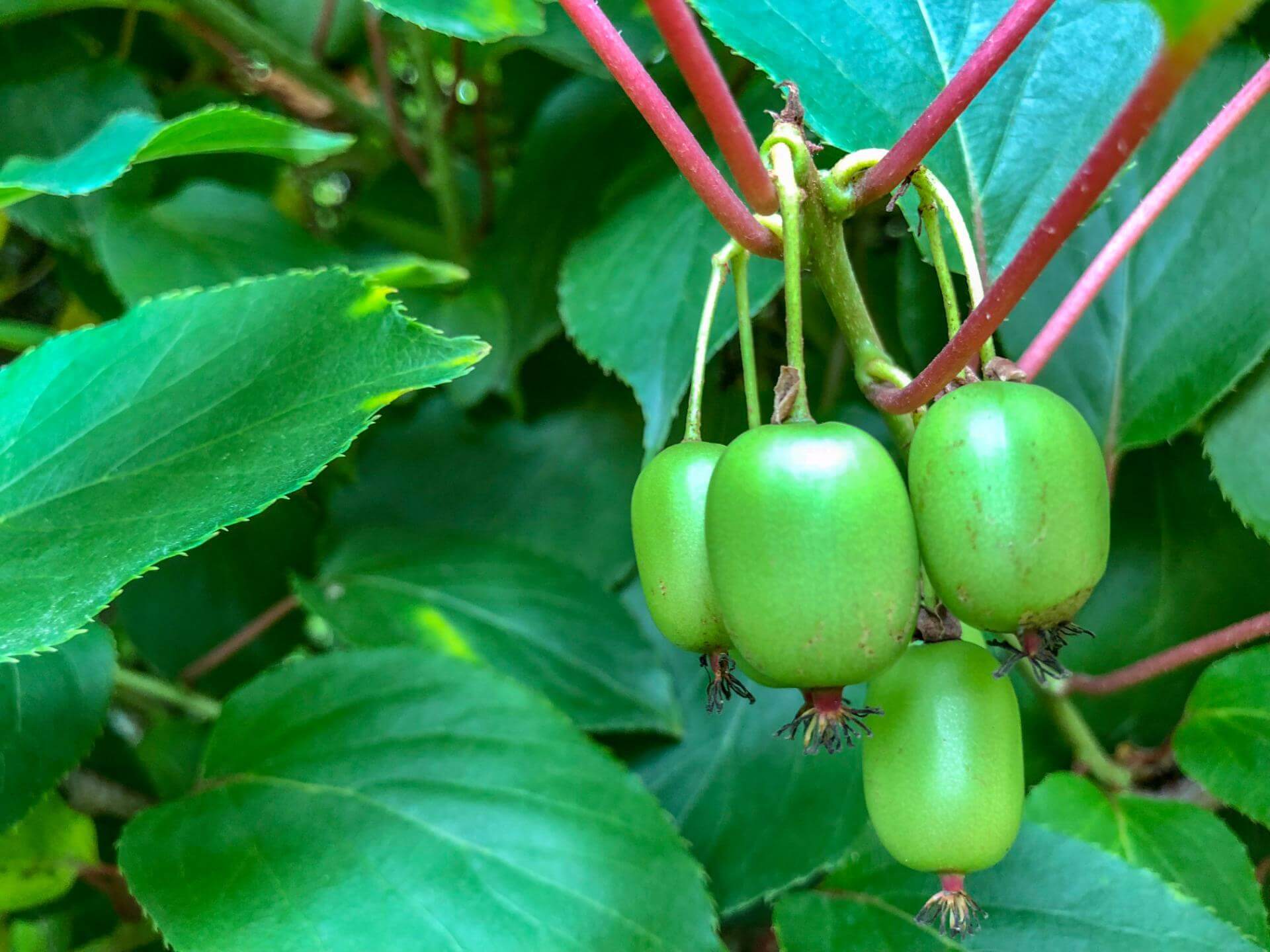 Kiwi 'Weiki' / Actinidia arguta 'Weiki'