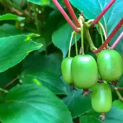 Foto von Weihenstephaner Kiwi (Actinidia arguta 'Weiki')