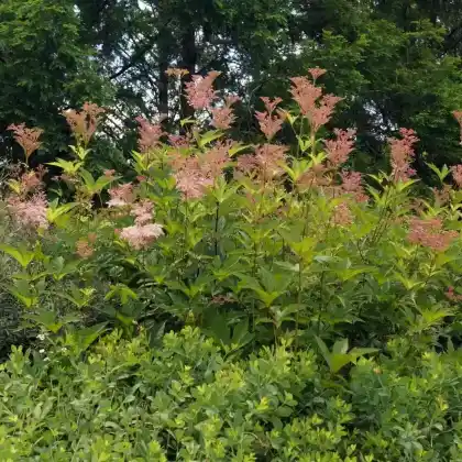 Foto von Amerikanisches Mädesüß (Filipendula rubra)