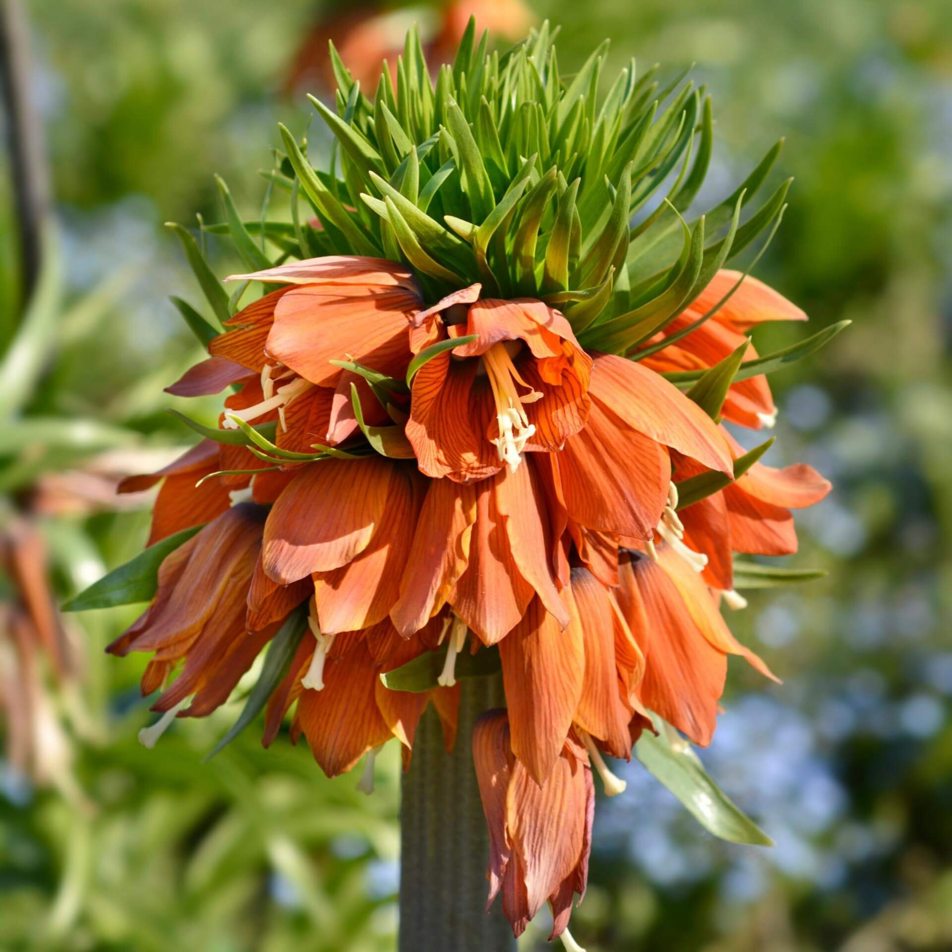 Kaiserkrone (Fritillaria imperialis)