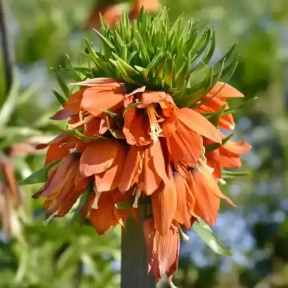 Foto von Kaiserkrone (Fritillaria imperialis)