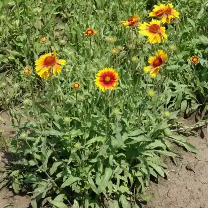 Foto von Prärie-Kokardenblume (Gaillardia aristata)