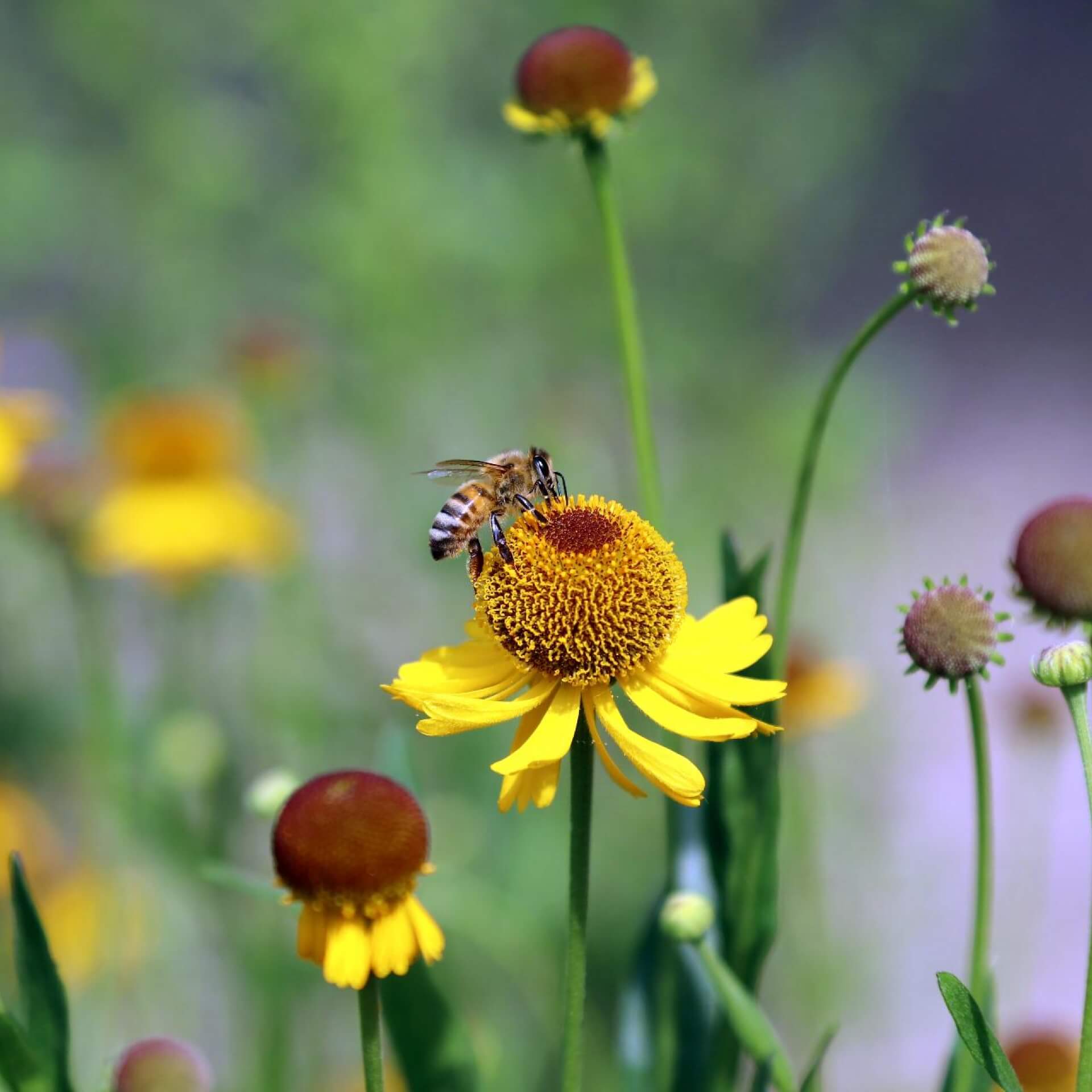 Bigelovs Sonnenbraut (Helenium bigelovii)