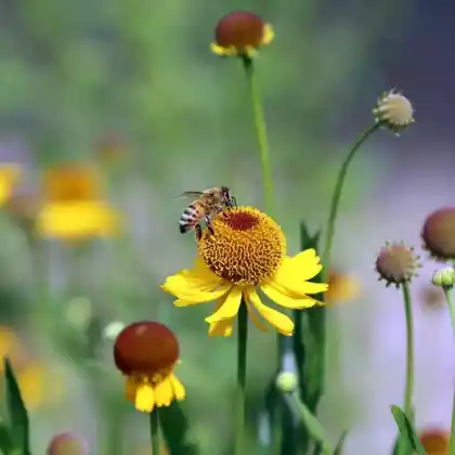 Foto von Bigelovs Sonnenbraut (Helenium bigelovii)