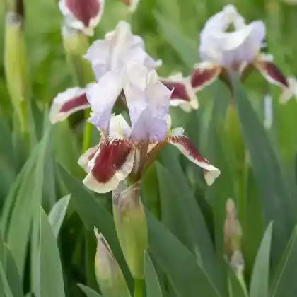 Foto von Niedrige Bart-Iris (Iris barbata-nana)