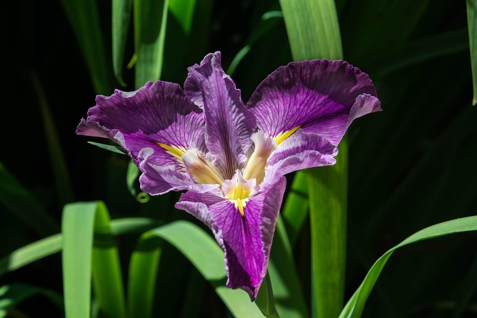 LouisianaIris / Iris louisiana