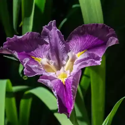 Foto von Louisiana-Iris (Iris louisiana)