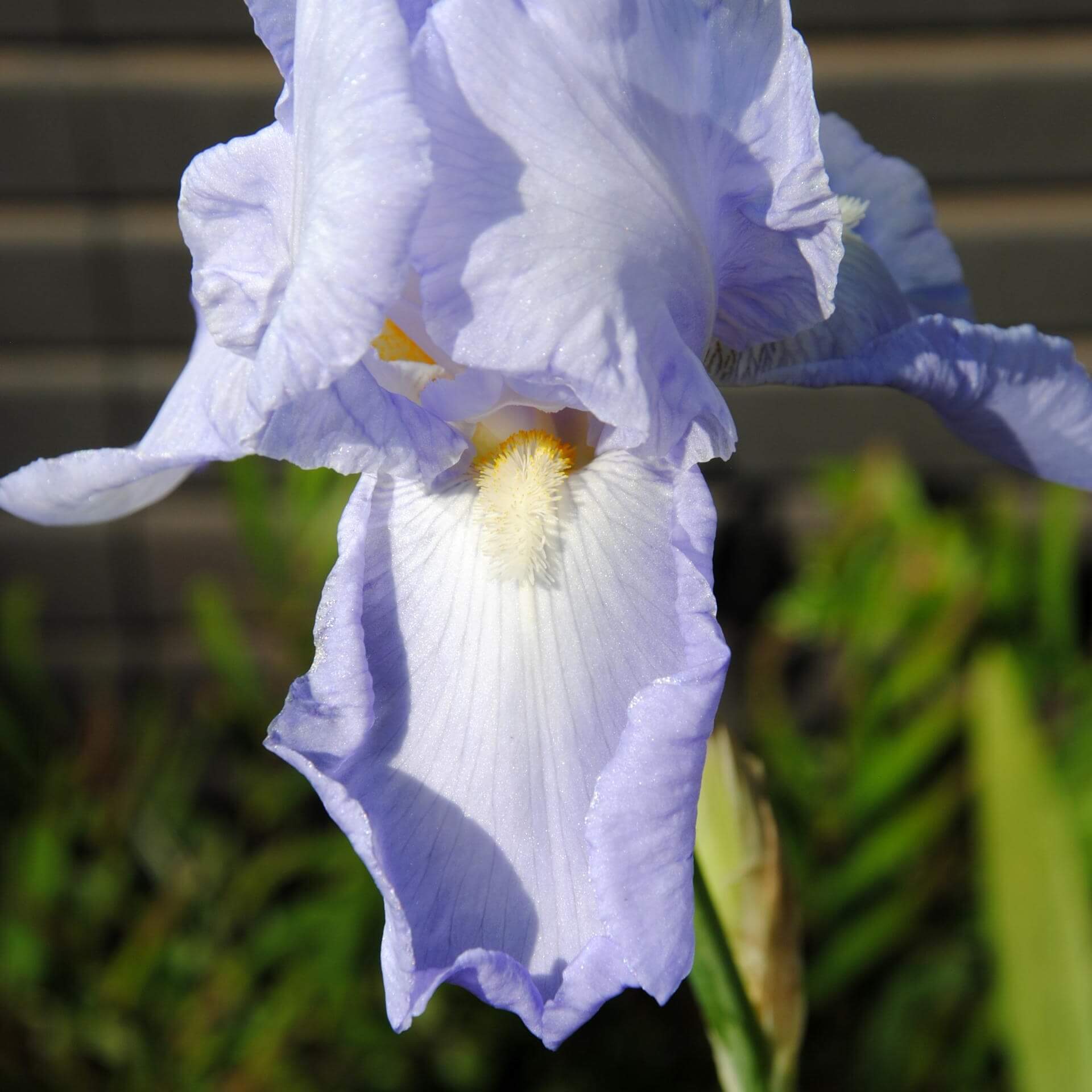 Bleiche Schwertlilie (Iris pallida)