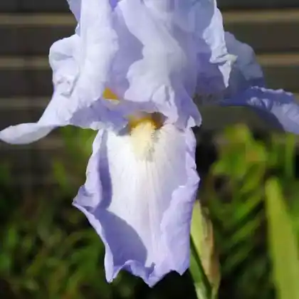 Foto von Bleiche Schwertlilie (Iris pallida)