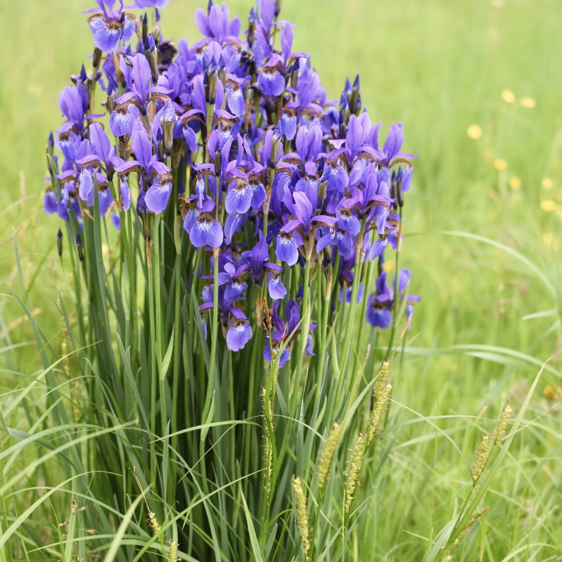 Ostsibirische Schwertlilie (Iris sanguinea)