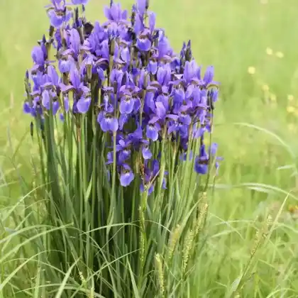Foto von Ostsibirische Schwertlilie (Iris sanguinea)