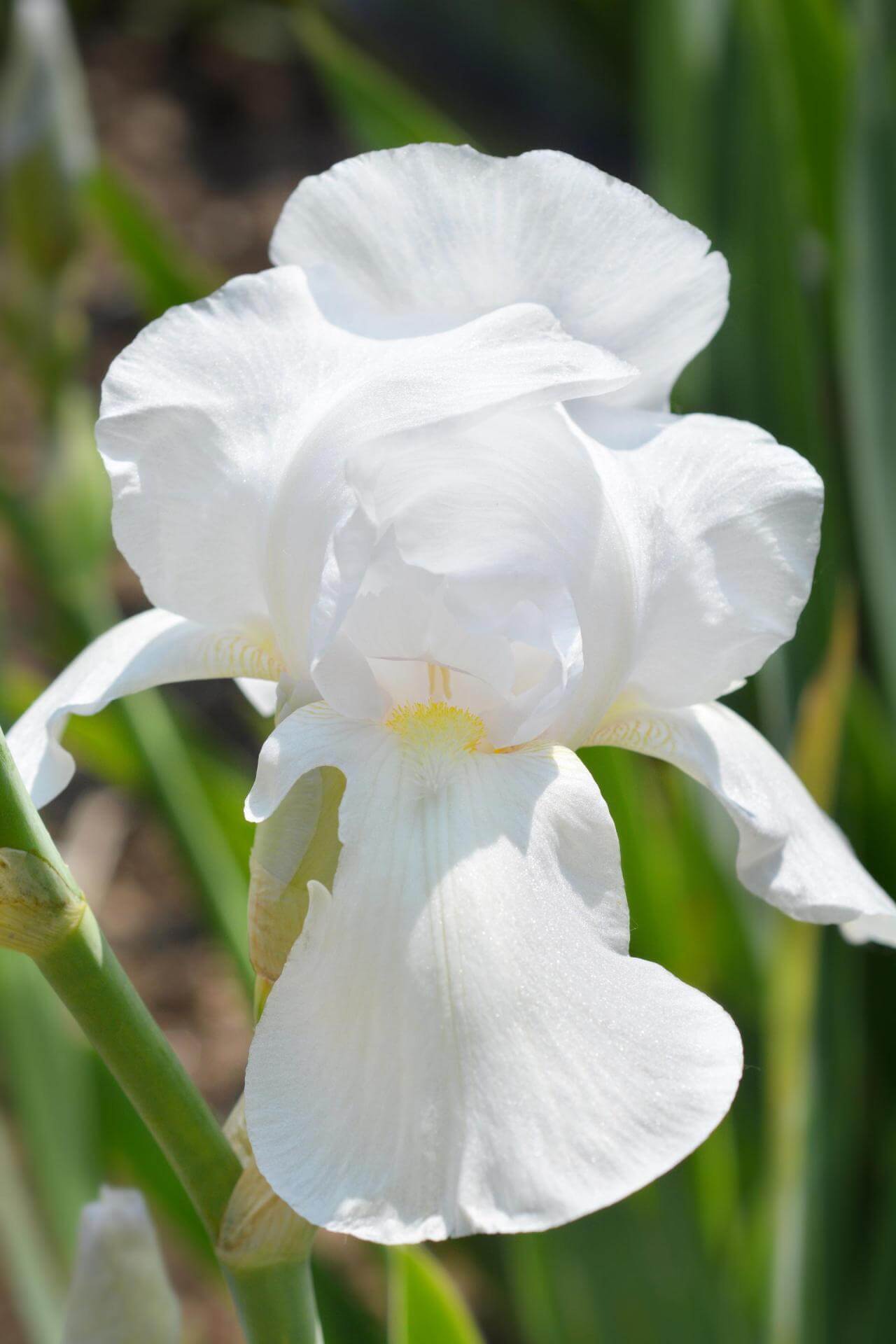 Mittelhohe BartIris / Iris barbatamedia