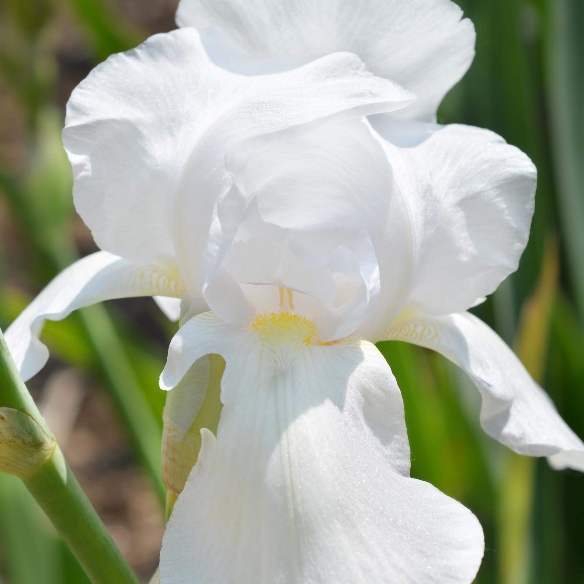 Mittelhohe Bart-Iris  (Iris barbata-media)