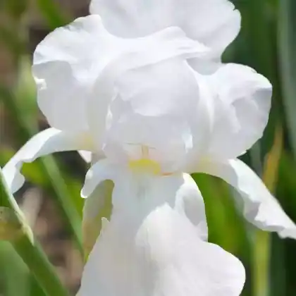 Foto von Mittelhohe Bart-Iris  (Iris barbata-media)