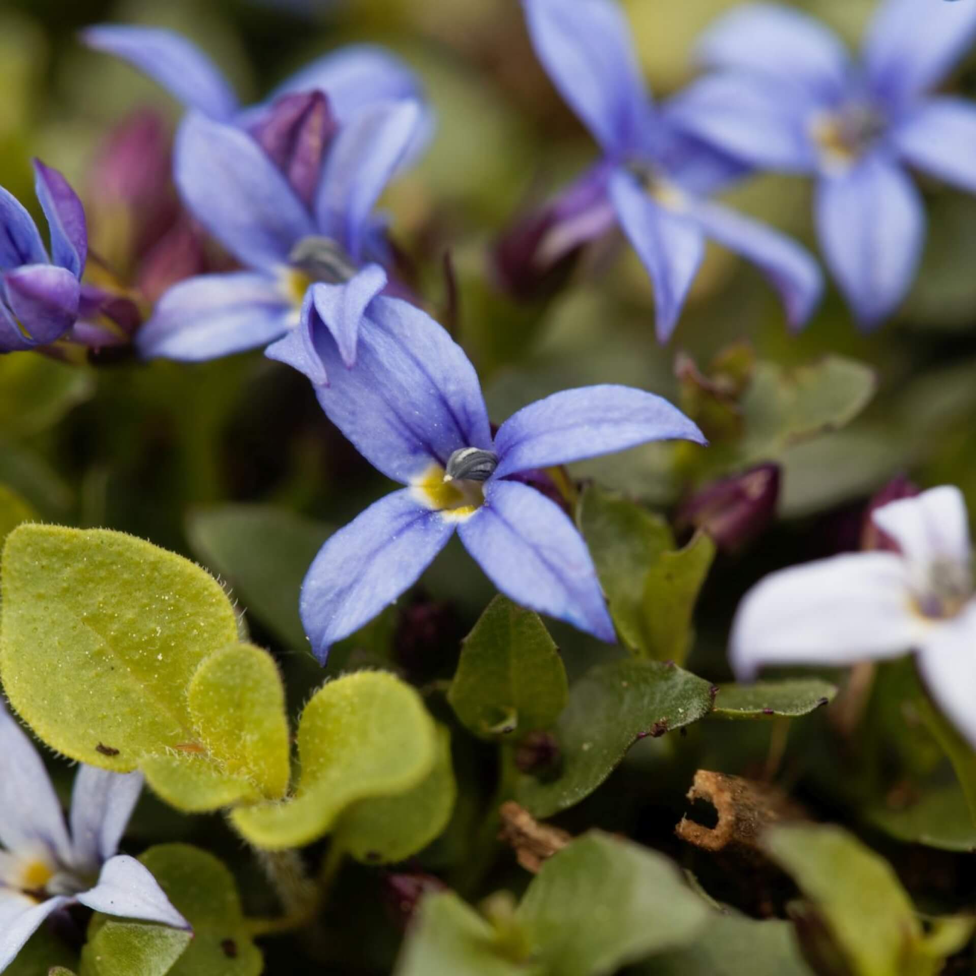 Blauer Bubikopf (Isotoma fluviatilis)