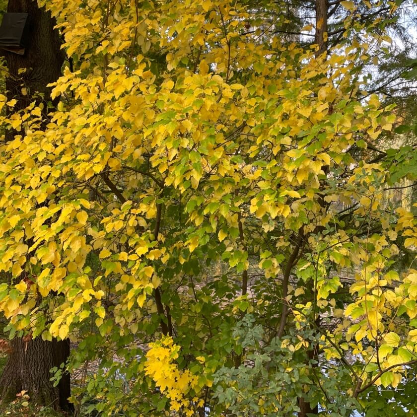 TatarenAhorn / Acer tataricum