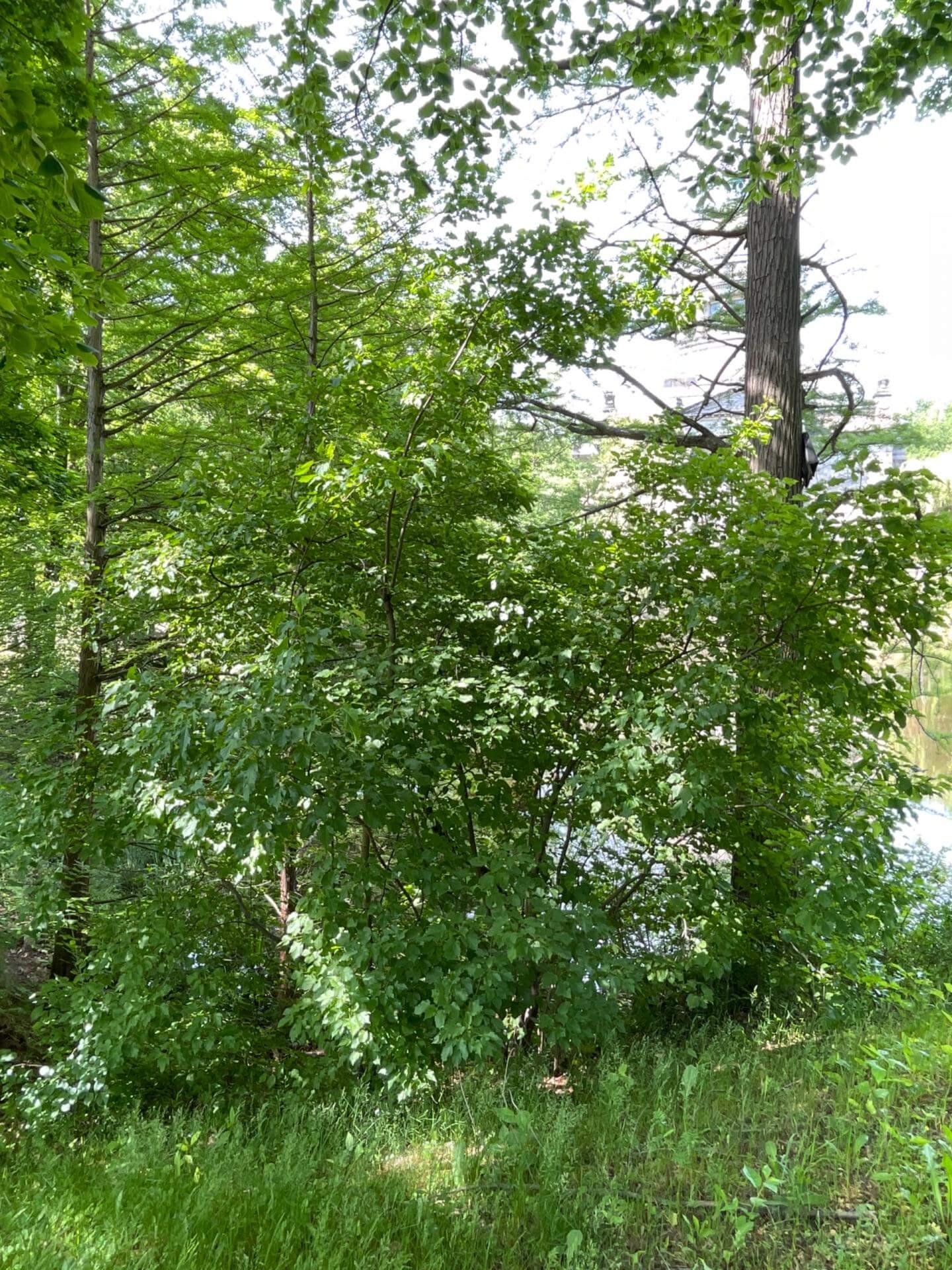 TatarenAhorn / Acer tataricum
