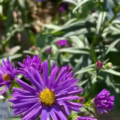 Foto von Glattblatt-Aster 'Dauerblau' (Aster novi-belgii 'Dauerblau')
