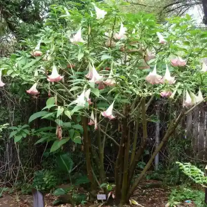 Foto von Engelstrompete (Brugmansia suaveolens)