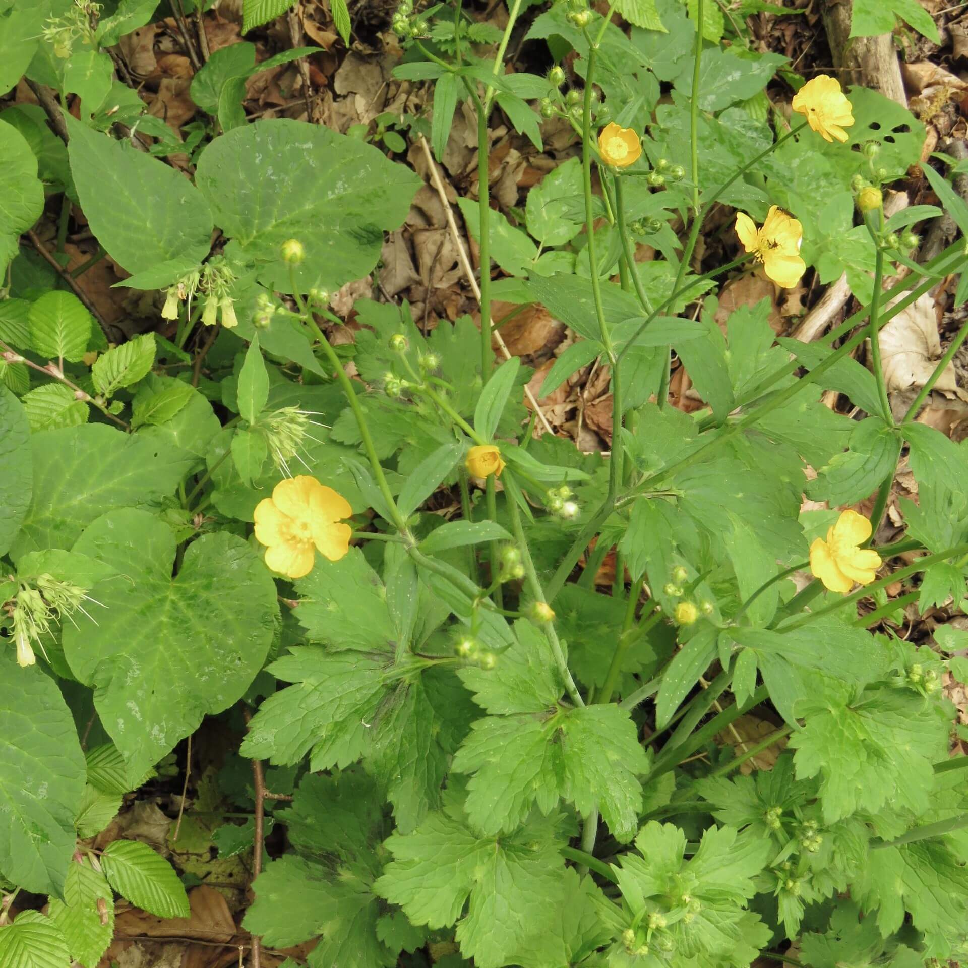 Gift-Hahnenfuß (Ranunculus sceleratus)